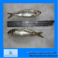 Meilleur exportateur de sardine meilleur parfait pour la meilleure qualité